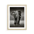 Plakat w ramie 30x40 - Majestatyczny słoń Afryki - słoń, Afryka - rama drewno