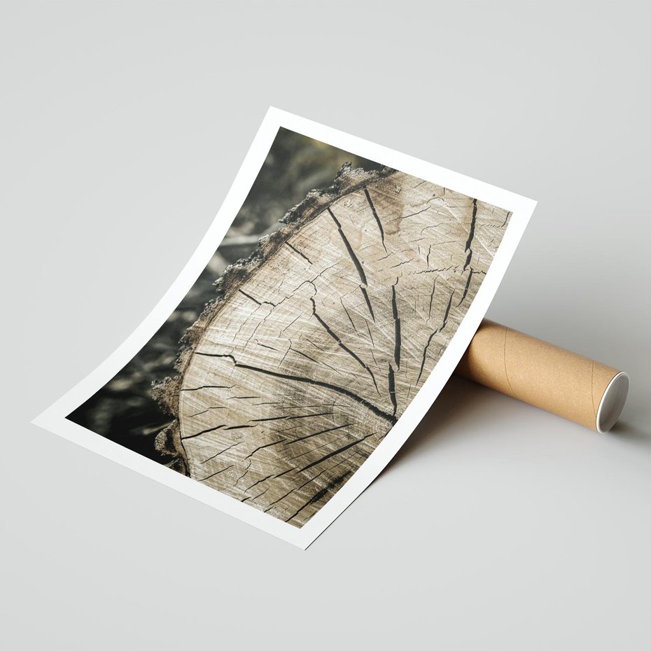 Plakat bez ramy 21x30 - Wnętrze Natury - pień, przecięty pień