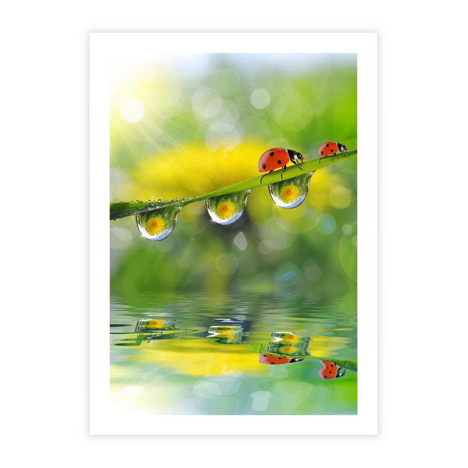 Plakat bez ramy 21x30 - Deszczowa Biedronka - biedronka, deszcz