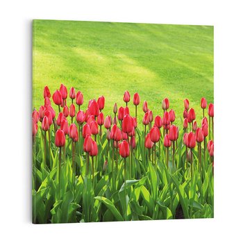 Obraz na płótnie 60x60 - Tulipanowy raj - kwiat, kwiaty