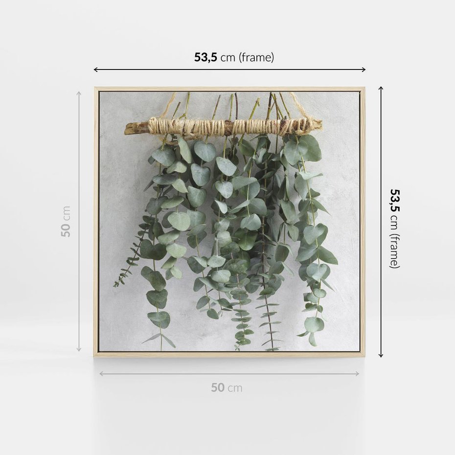 Obraz w ramie 50x50 - Uwodzicielska zieleń eukaliptusa - eukaliptus, zielone - rama drewno