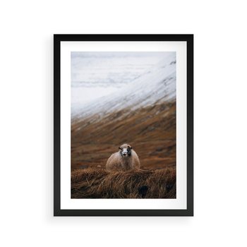 Plakat w ramie 50x70 - Owiecka panorama - góry, owca - rama czarna