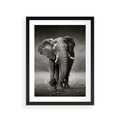 Plakat w ramie 30x40 - Majestatyczny słoń Afryki - słoń, Afryka - rama czarna