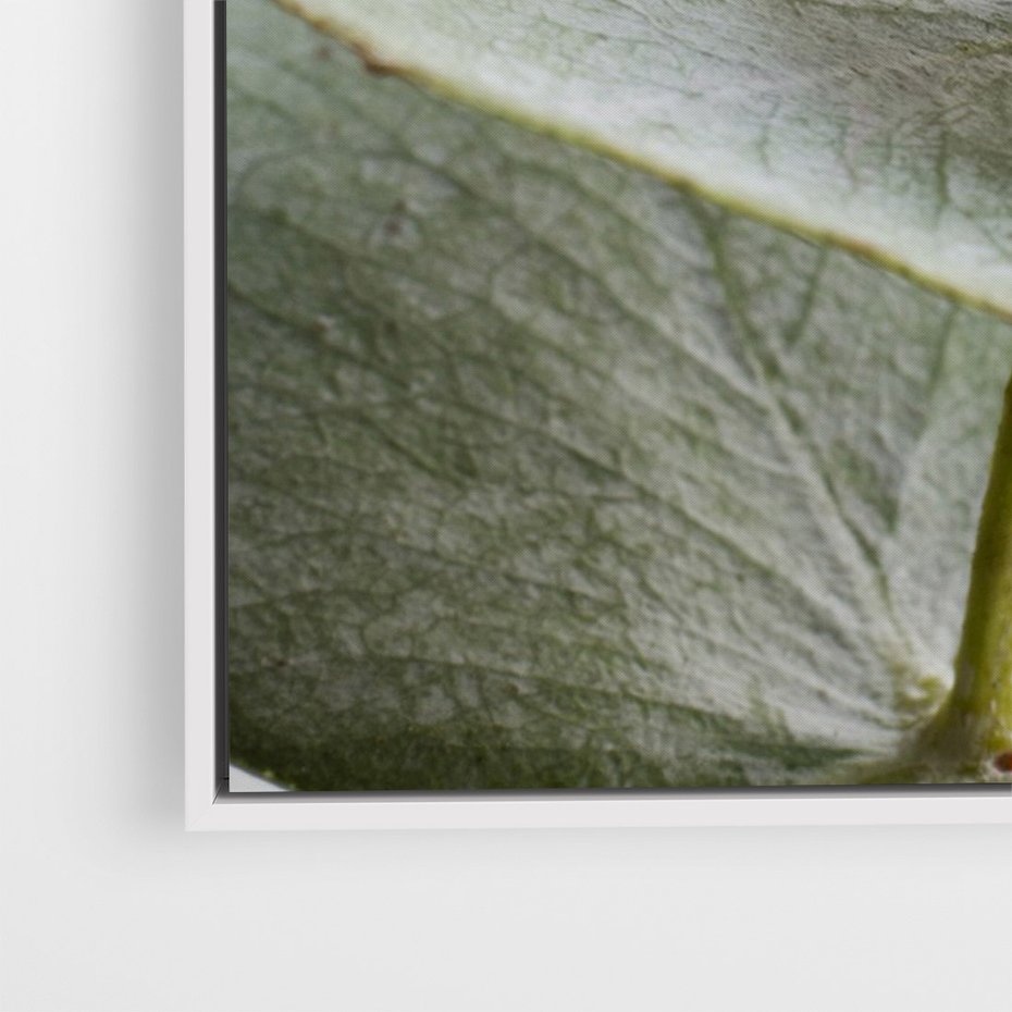 Obraz w ramie 50x70 - Eukaliptusowa zieleń - eukaliptus, zielone - rama biała