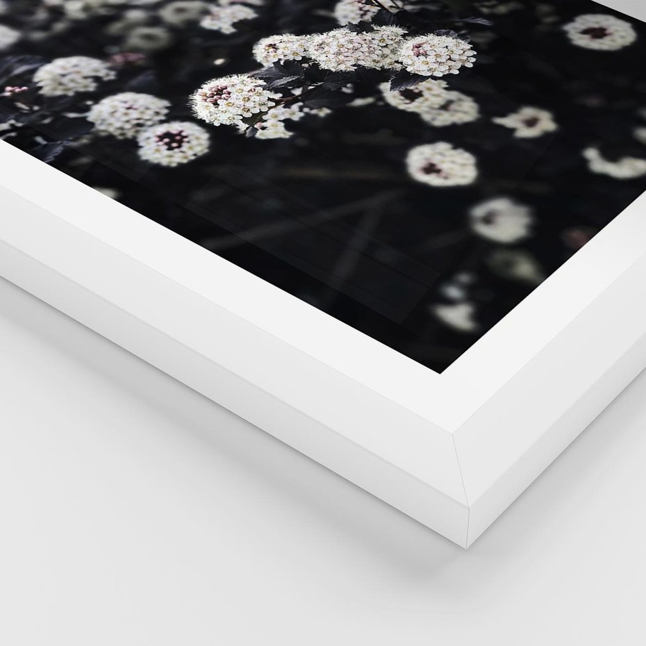 Plakat w ramie 30x40 - Białe Kwiaty na Kwitnącym Krzewie - białe kwiaty, kwitnący krzew - rama biała