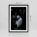 Plakat w ramie 50x70 - Wilk i husky: siła przyjaźni - wilk, husky - rama czarna