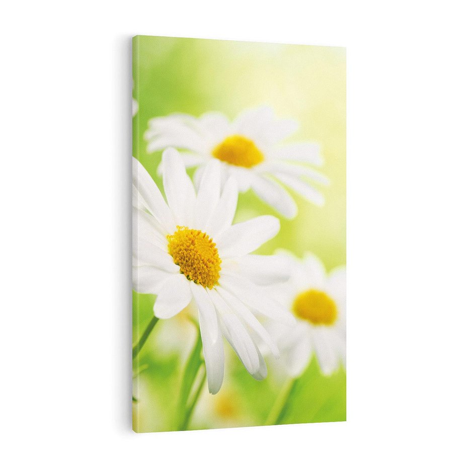 Obraz na płótnie 70x100 - Stokrotka: delikatność natury - stokrotka, kwiat