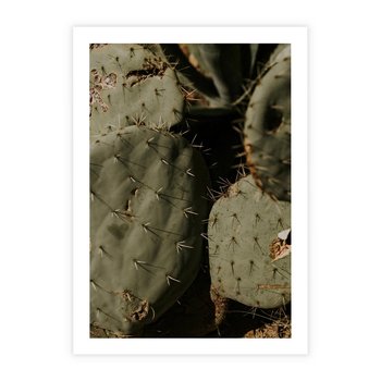 Plakat bez ramy 21x30 - Urok Egzotyki - kaktusy, boho