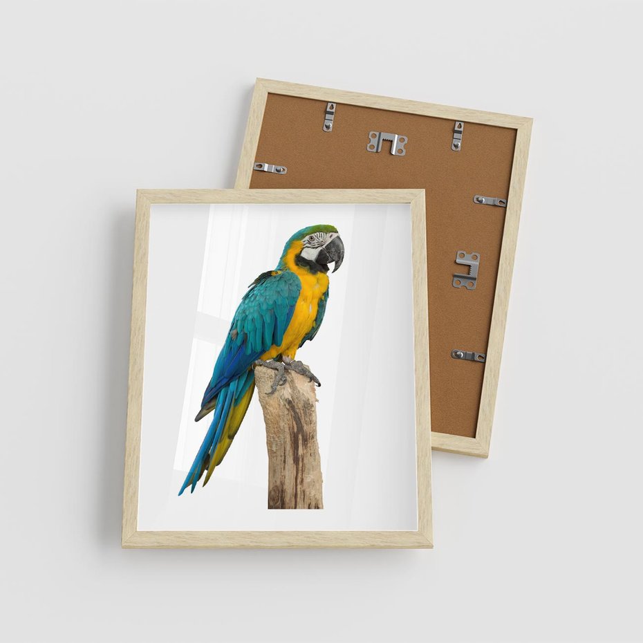 Plakat w ramie 40x50 - Kolorowa papuga w locie - papuga, ptak - rama drewno