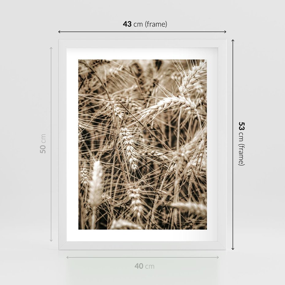 Plakat w ramie 40x50 - Zbliżenie na Kłosy Zboża - zboża, kłosy zboża - rama biała