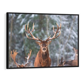Obraz w ramie 70x50 - Monarcha Zimowej Dziczy - jeleń, zima - rama czarna
