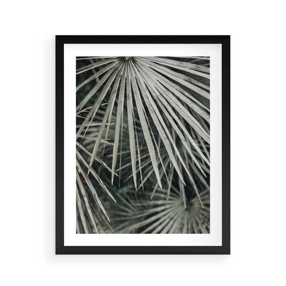 Plakat w ramie 40x50 - Ujęcie Tropikalnej Natury - palmy, liście palmy - rama czarna