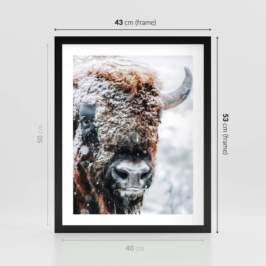 Plakat w ramie 40x50 - Żubr w Krainie Śniegu - żubr, zima - rama czarna