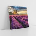 Obraz na płótnie 50x50 - Lawenda: Pachnący ogród natury - lawenda, kwiaty