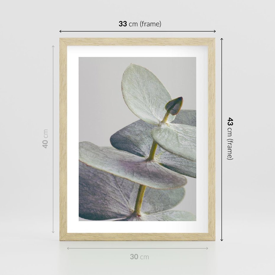 Plakat w ramie 30x40 - Zbliżenie Liści Eukaliptusa - eukaliptus, zbliżenie - rama drewno