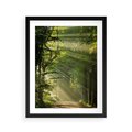 Plakat w ramie 40x50 - harmonia natury - las, drzewa - rama czarna