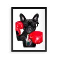Plakat w ramie 40x50 - Boksujący mops - pies - boks, mops - rama czarna