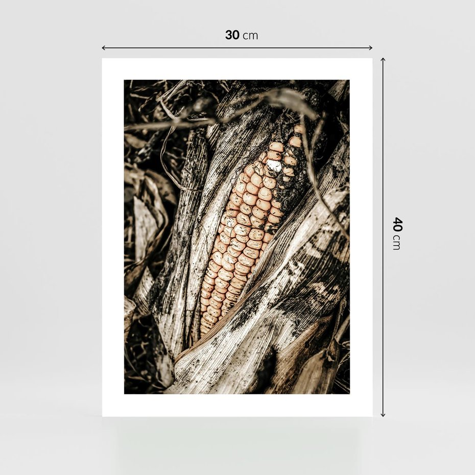 Plakat bez ramy 30x40 - Kukurydza w Jesiennej Scenie - kukurydza, jesień