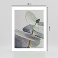 Plakat bez ramy 40x50 - Zbliżenie Liści Eukaliptusa - eukaliptus, zbliżenie