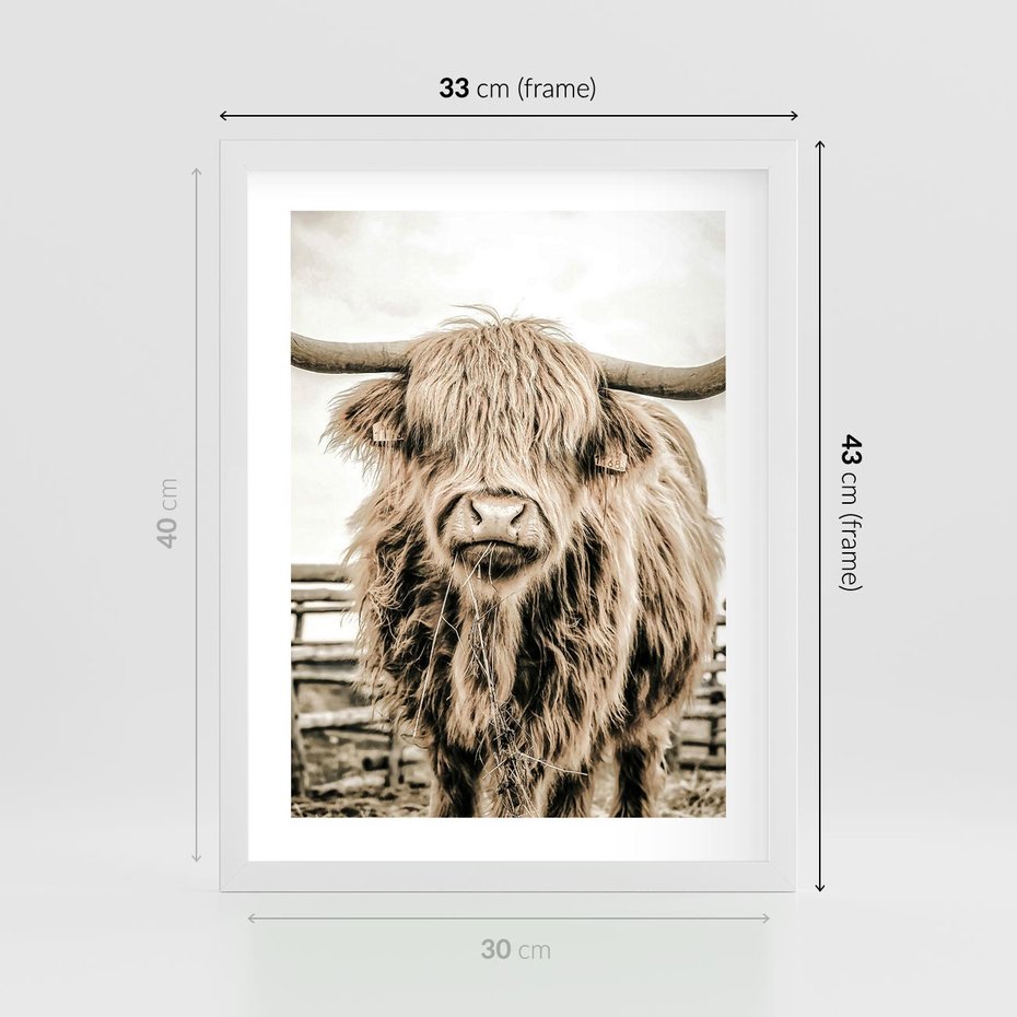 Plakat w ramie 30x40 - Klimat Wiejskiego Życia - amerykańska krowa, byk - rama biała