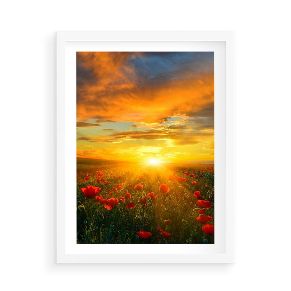 Plakat w ramie 50x70 - Magia zachodu słońca na łące z makami - łąka, zachód słońca - rama biała