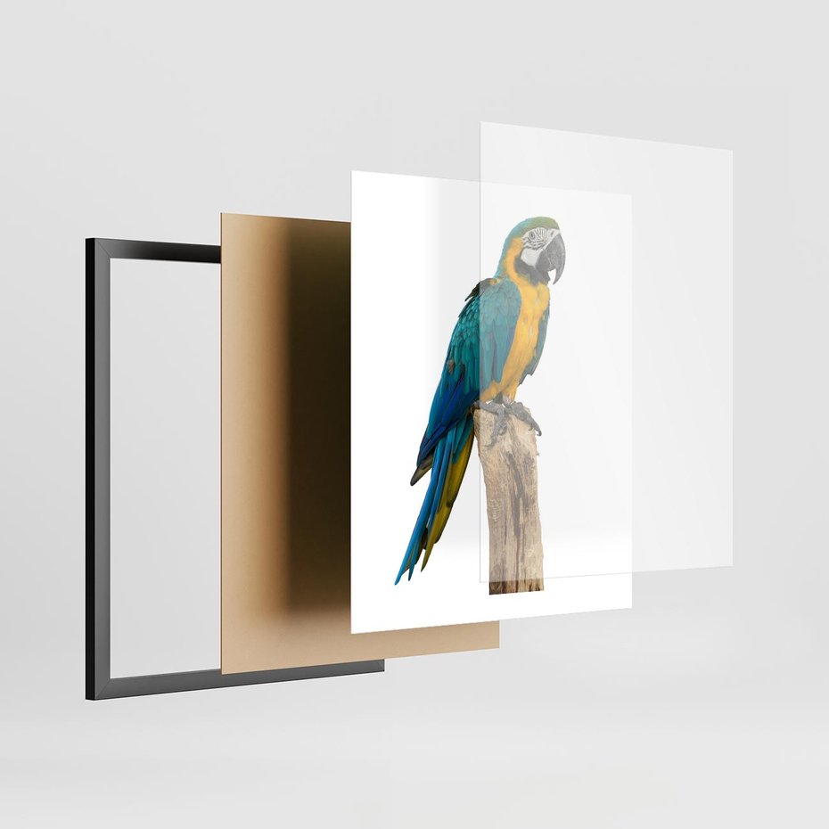 Plakat w ramie 40x50 - Kolorowa papuga w locie - papuga, ptak - rama czarna