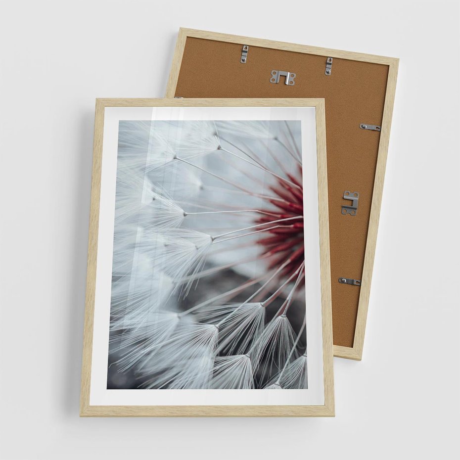 Plakat w ramie 50x70 - Makro Magii Natury - dmuchawiec, zbliżenie makro - rama drewno