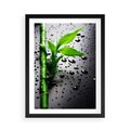 Plakat w ramie 50x70 - Bambusowa Harmonia - bambus, liście - rama czarna