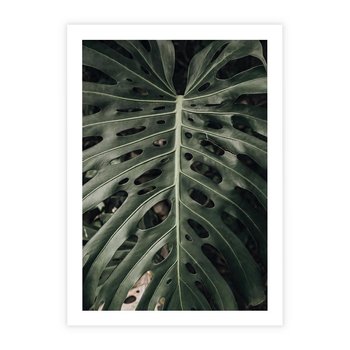 Plakat bez ramy 40x50 - Majestatyczny Liść Monstery - liść monstery, majestatyczny liść