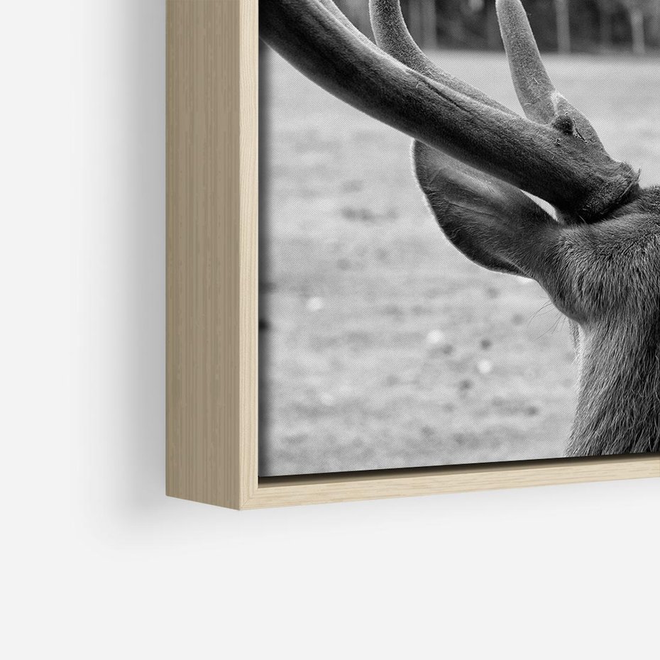 Obraz w ramie 50x50 - Przygubione motyle marzeń - fotografia czarno biała, młody jeleń w zagrodzie - rama drewno