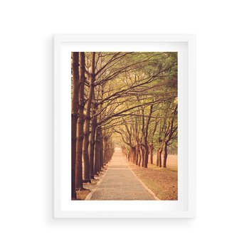 Plakat w ramie 40x50 - Wędrówka między drzewami - droga, drzewa - rama biała