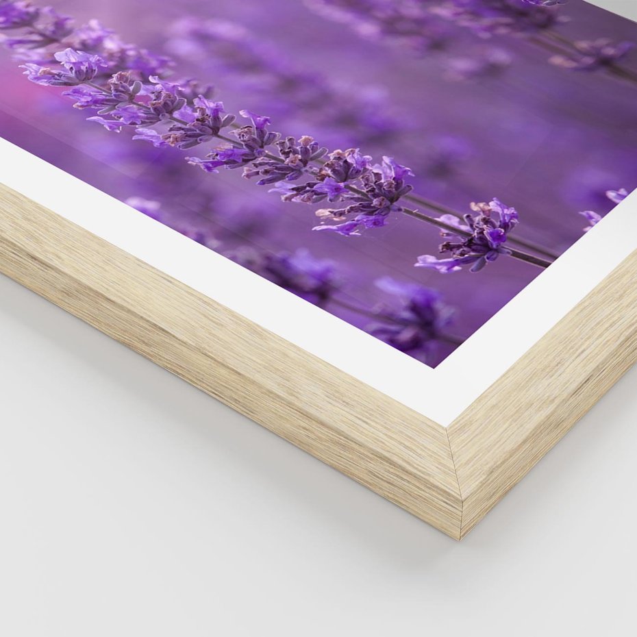 Plakat w ramie 50x70 - Fioletowa harmonia lawendy - lawenda, fiolet - rama drewno
