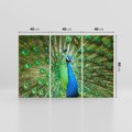 Obraz na płótnie 120x80 - Wspaniałość pawich piór - paw, pióra