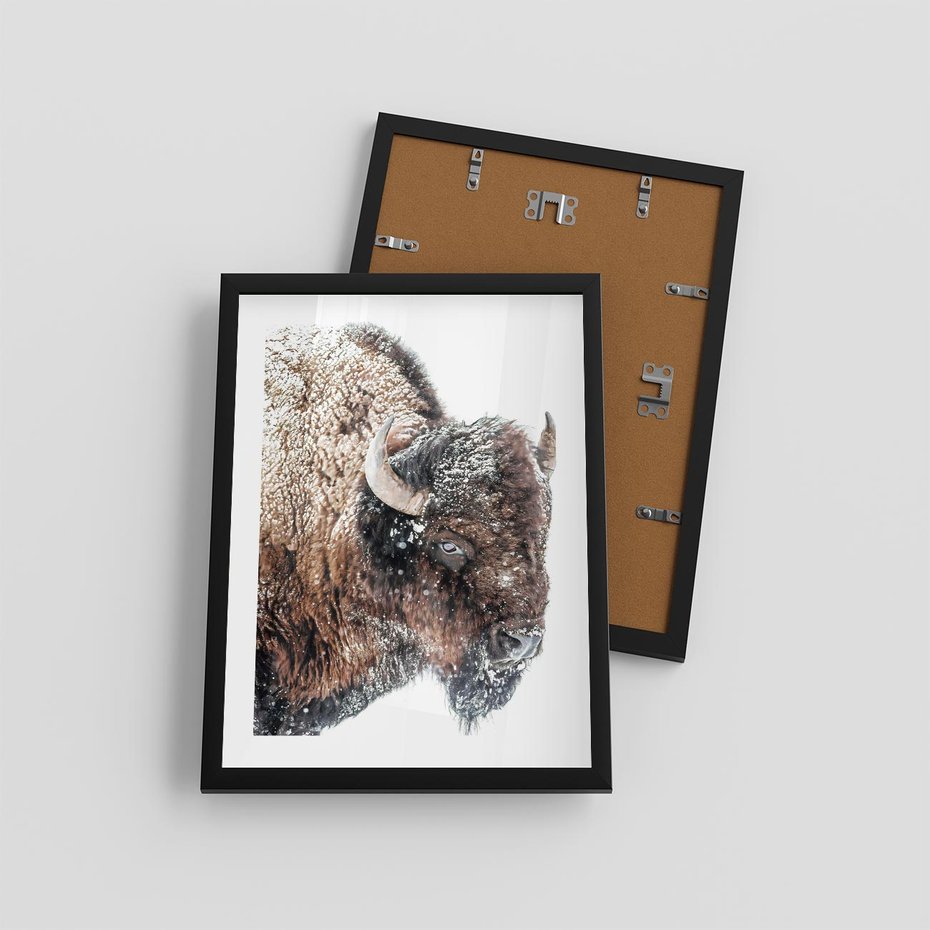 Plakat w ramie 30x40 - Obraz Dzikiej Przyrody w Śnieżnym Otoczeniu - żubr, śnieg - rama czarna