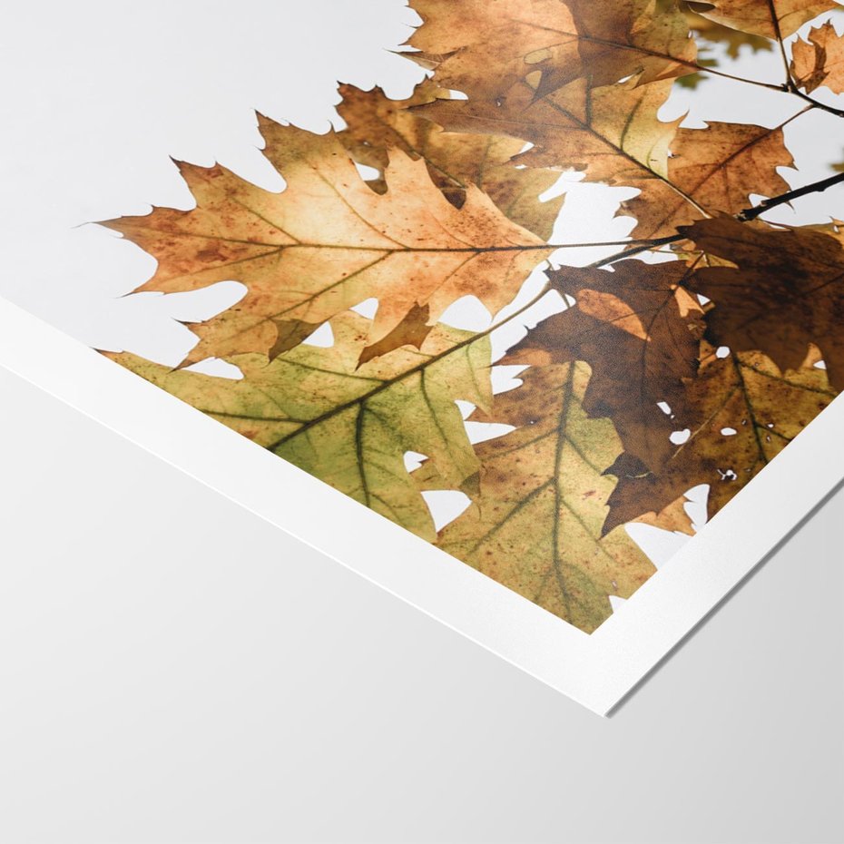 Plakat bez ramy 50x70 - Suche Żółte Liście w Malowniczym Ujęciu - liście, żółte