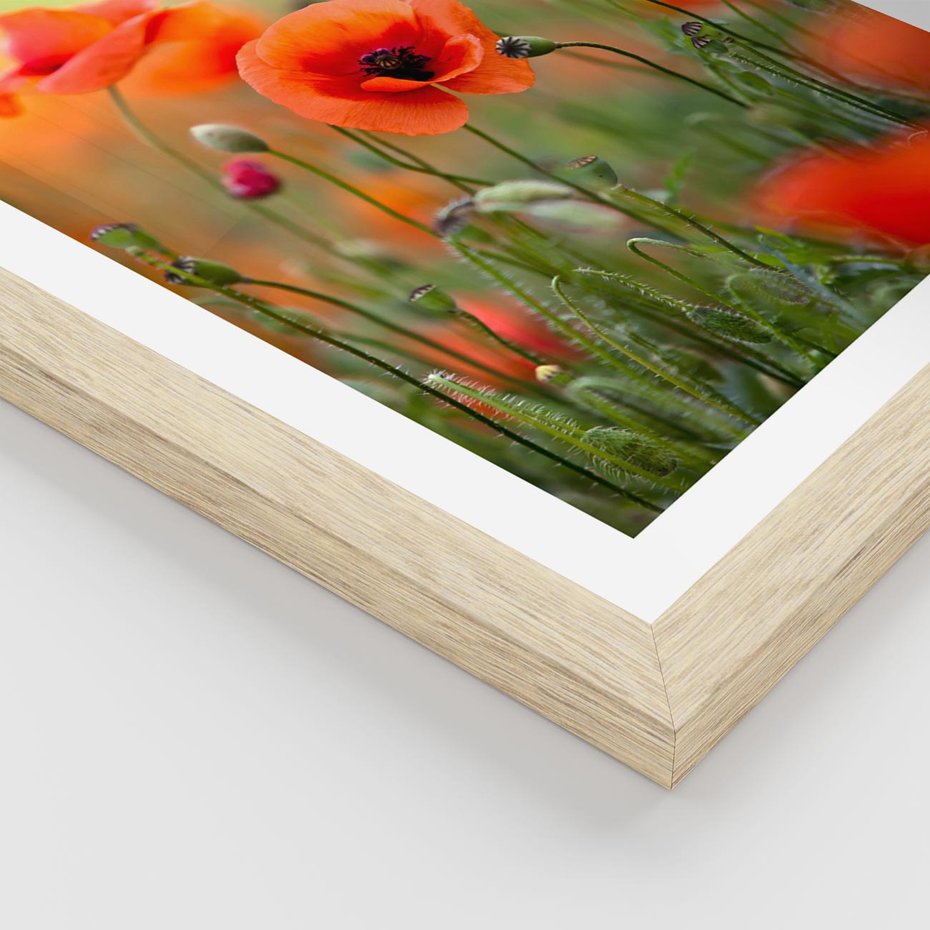 Plakat w ramie 30x40 - Makowa Pasja - maki, kwiaty - rama drewno