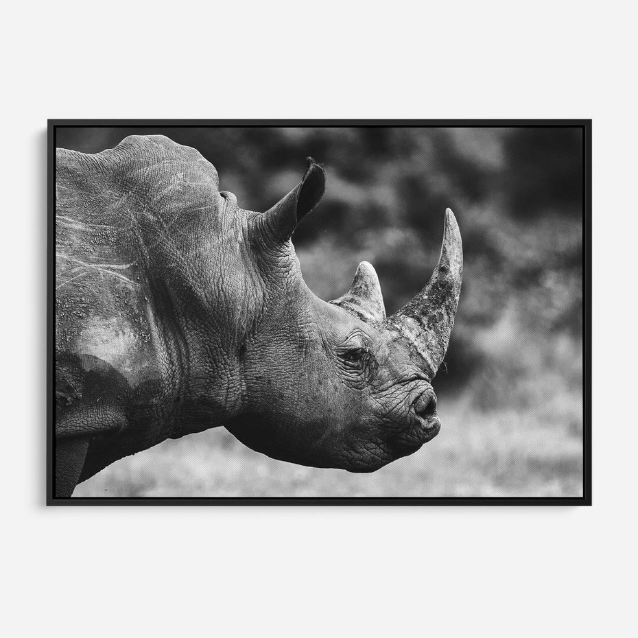 Obraz w ramie 70x50 - Potęga Afryki - czarno biała fotografia, zbliżenie na postać nosorożca - rama czarna