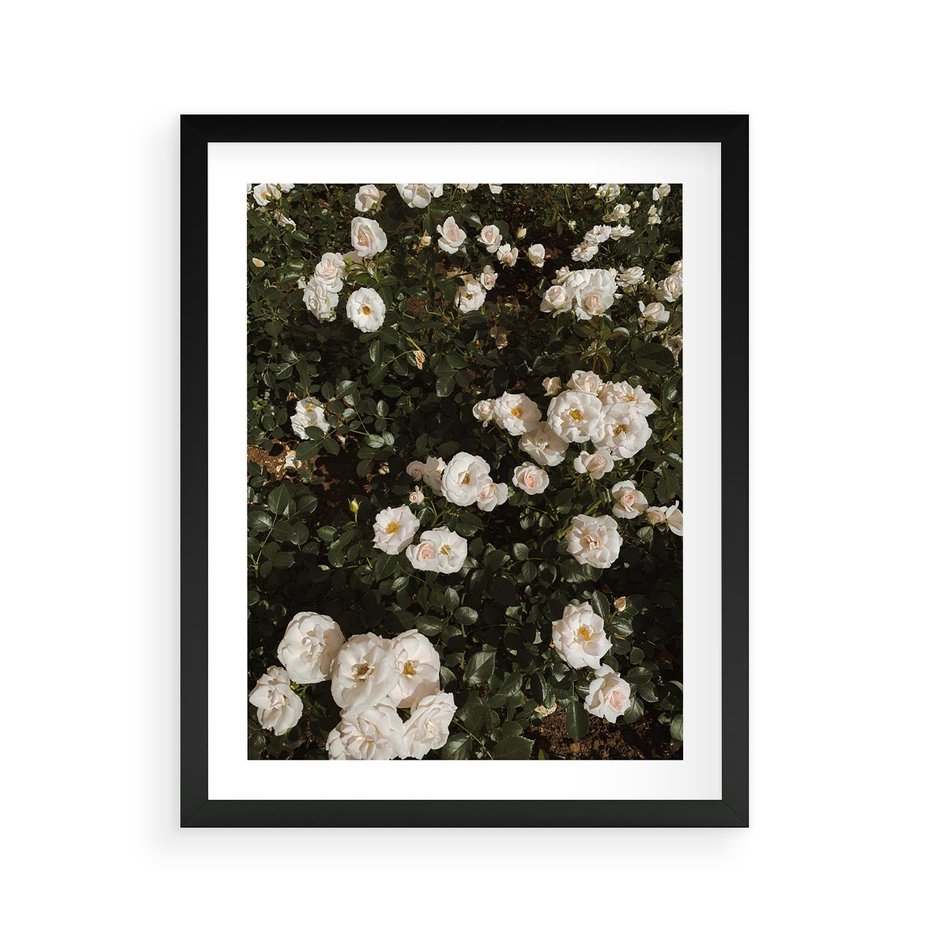 Plakat w ramie 40x50 - Czyste Piękno - białe kwiaty, białe róże - rama czarna