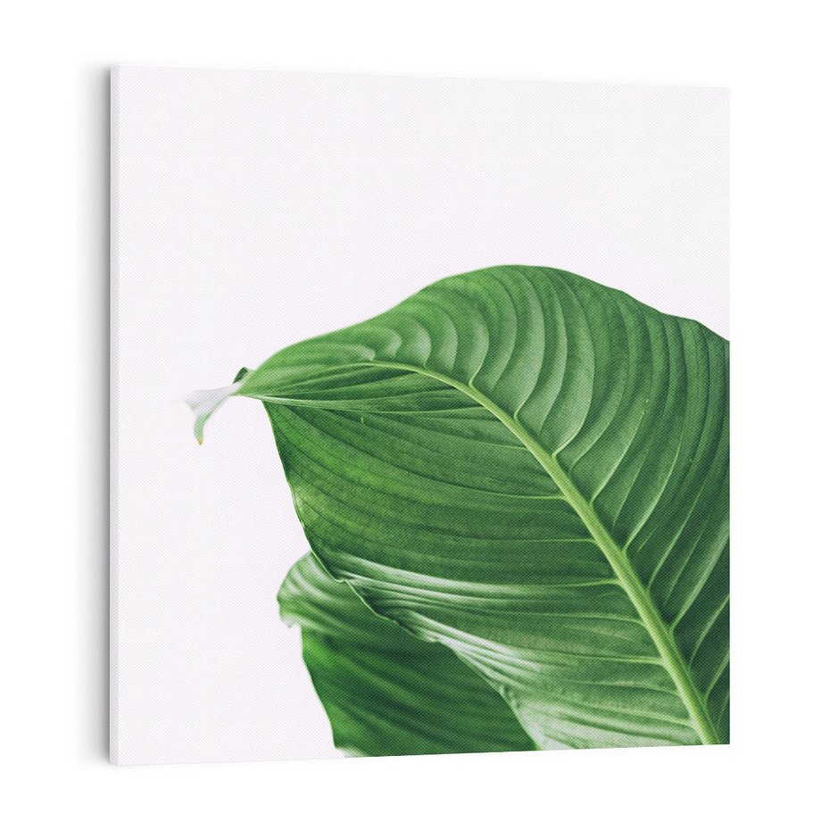 Obraz na płótnie 40x40 - Zielone liście monstery - liście, monstera