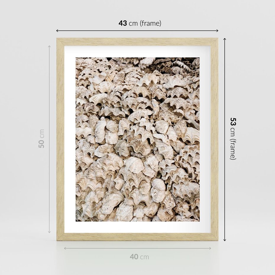 Plakat w ramie 40x50 - Symfonia Natury - kompozycja z białych muszli - rama drewno