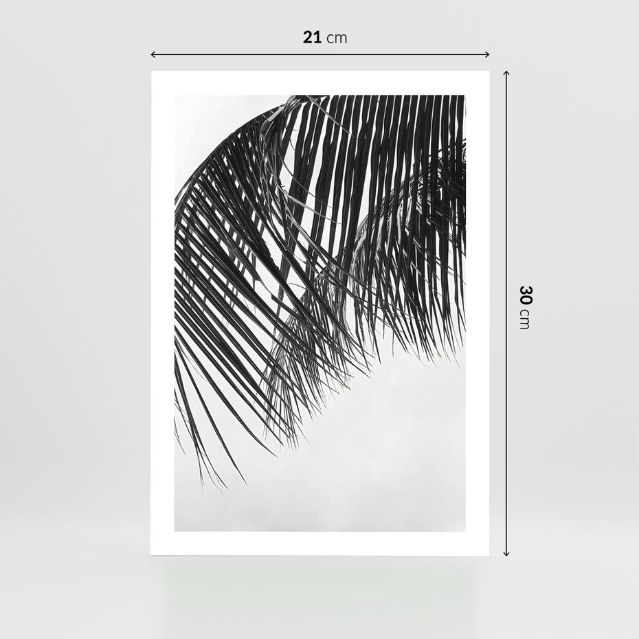 Plakat bez ramy 21x30 - Czarno-Biały Kontrast - czarno białe zdjecie, palma