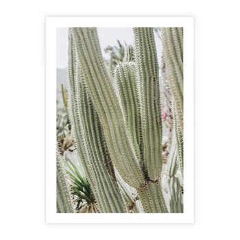 Plakat bez ramy 30x40 - Duże Kaktusy w Pejzażu - kaktus, duże kaktusy na pustyni