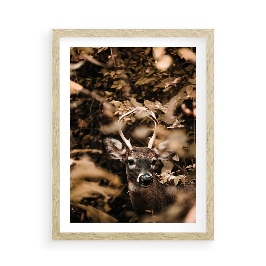 Plakat w ramie 50x70 - Jesienny Jeleń w Lesie - jeleń, w lesie - rama drewno