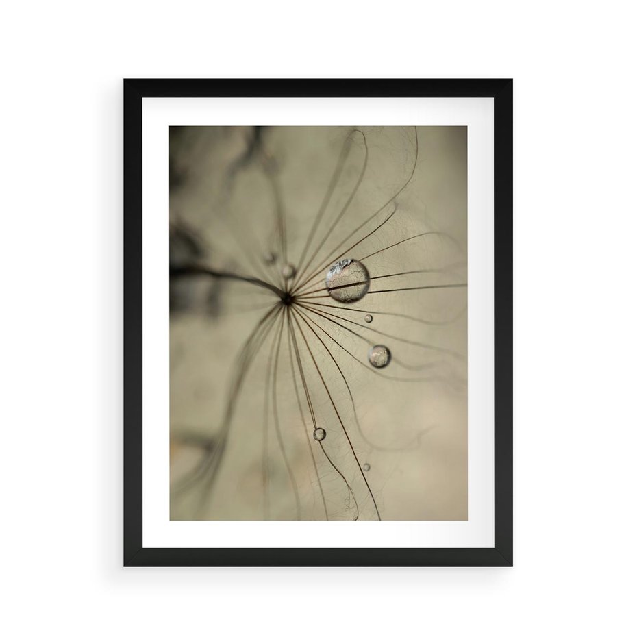 Plakat w ramie 40x50 - Delikatność dmuchawców - dmuchawce, krople - rama czarna