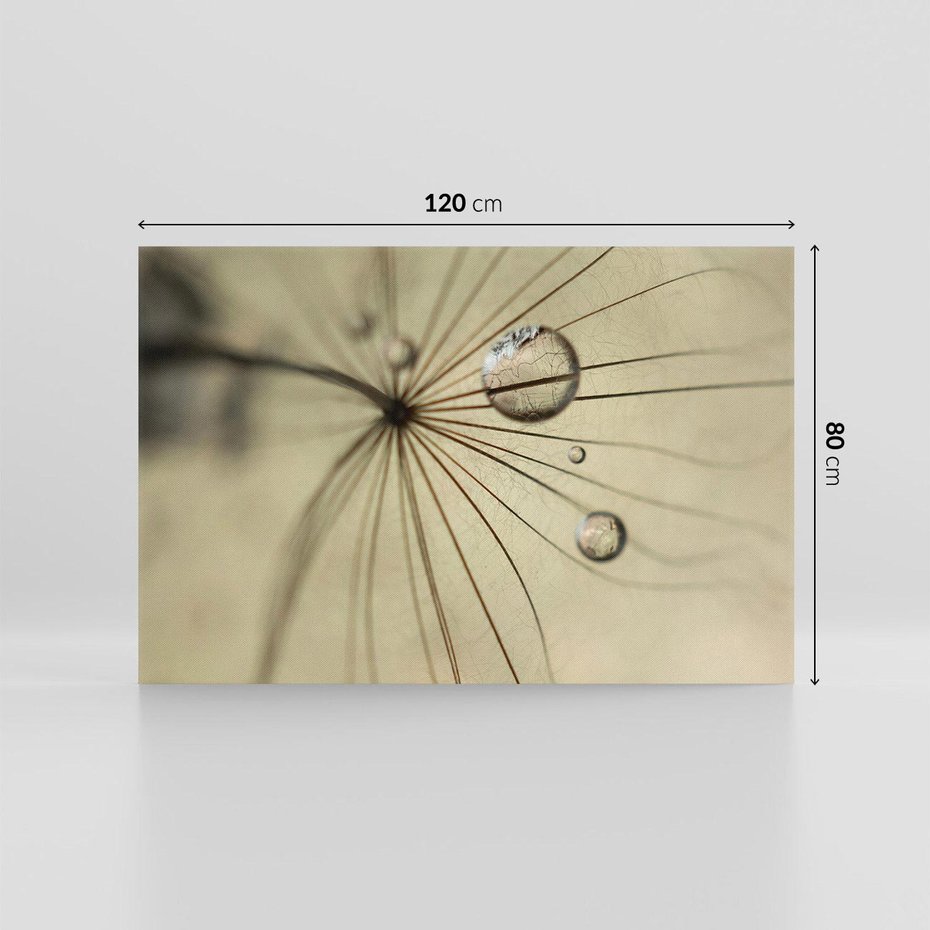 Obraz na płótnie 120x80 - Delikatność dmuchawców - dmuchawce, krople