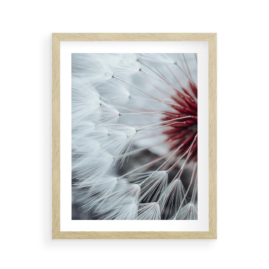 Plakat w ramie 40x50 - Makro Magii Natury - dmuchawiec, zbliżenie makro - rama drewno