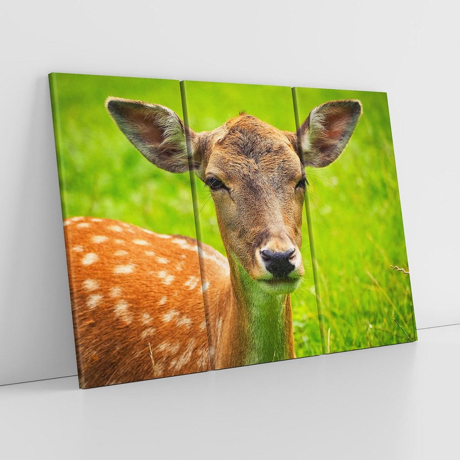 Obraz na płótnie 120x80 - Sarna na łące - sarna, zwierzę