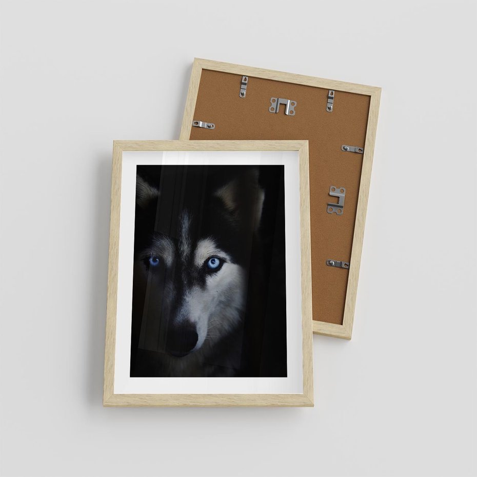 Plakat w ramie 30x40 - Wilk i husky: siła przyjaźni - wilk, husky - rama drewno