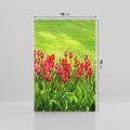 Obraz na płótnie 50x70 - Tulipanowy raj - kwiat, kwiaty