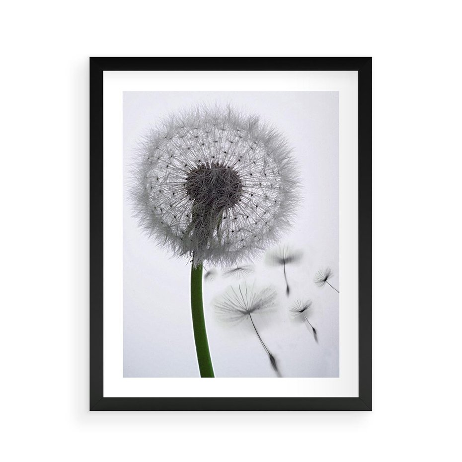 Plakat w ramie 40x50 - Lekkość Przemijania - dmuchawiec, makro - rama czarna